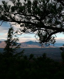 Treeline Pine