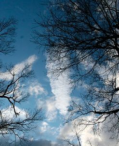 Trees Reaching Out