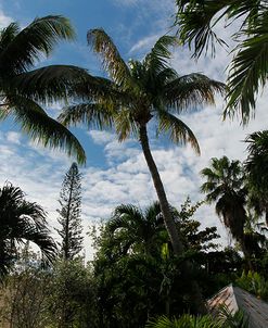 Tropical Trees Rooftops