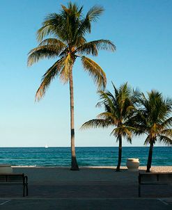South Beach Palms