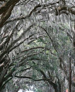 Spainish Moss Live Oak Arch