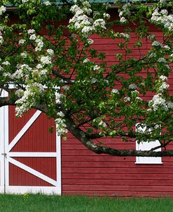 Spring Blossoms Red Barn