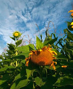 Sunflower Sky