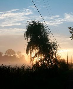 Willows Morning Road