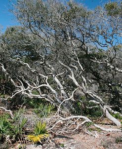 Windblown Shore Trees