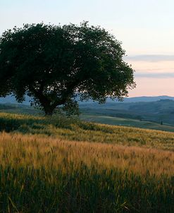 Tuscan Hillside