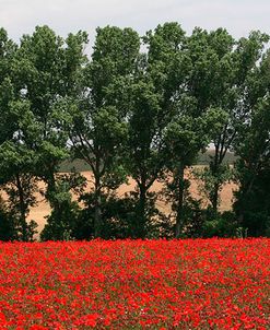 Tuscan Treeline Poppies