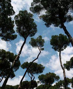 Tuscan Trees Clouds