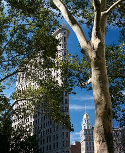 Flatiron Building With Trees