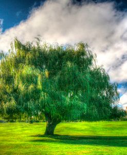 1,000 Islands Tree