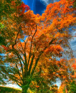 Autumn Borden Road Vertical