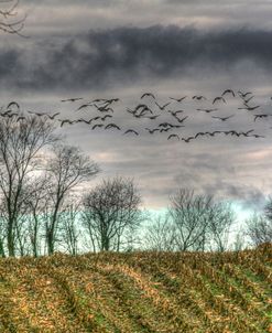 Autumn Grey Sky And Geese