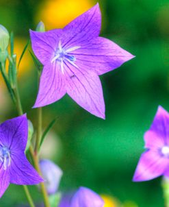 Balloon Flowers