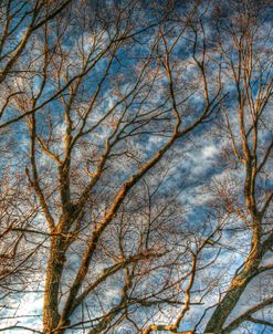 Bare Branches 1