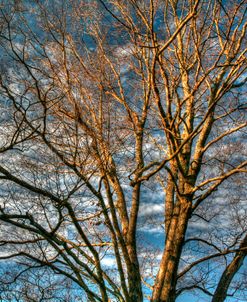 Bare Branches 3