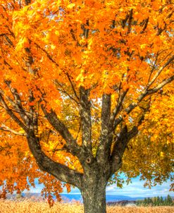 Autumn Yellow Tree And Gunks