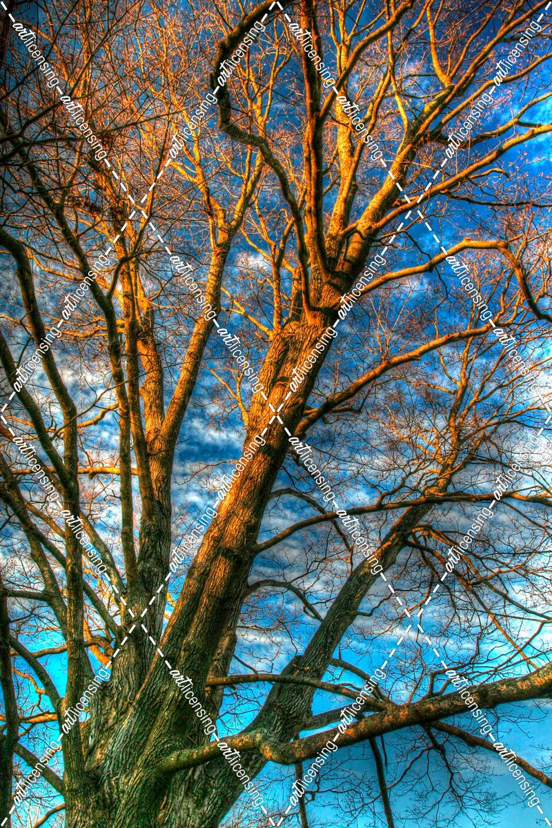Bare Branches Vertical