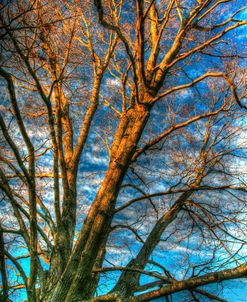 Bare Branches Vertical