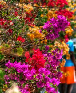 Bougenvillia Vertical