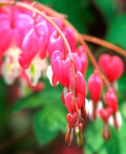 Bleeding Hearts 1