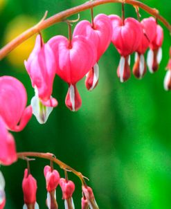 Bleeding Hearts 2