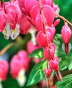 Bleeding Hearts 3