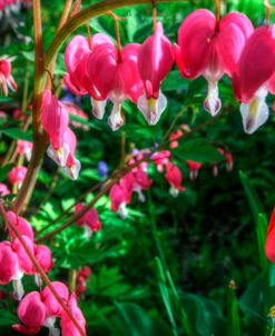 Bleeding Hearts 4