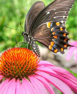 Butterfly 18 Spicebush