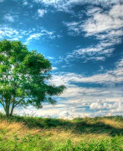 Cornwall Tree