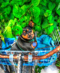 Dog In Basket