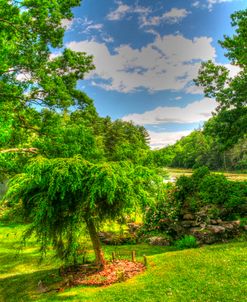 Formal Garden Trees