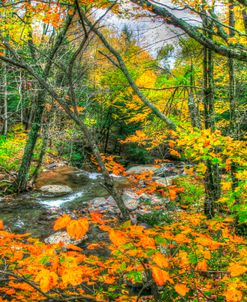 Fall Brook Orange Fo