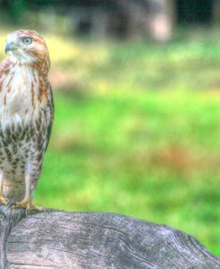 Hawk And Fence