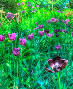 Garden Purple Tulips