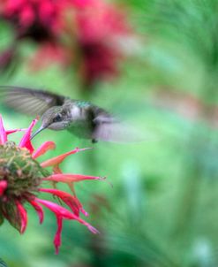 Hummingbird 1
