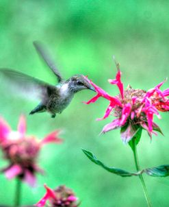 Hummingbird 2