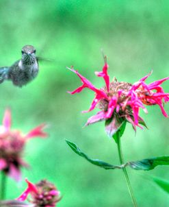 Hummingbird 3