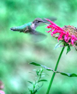 Hummingbird 4