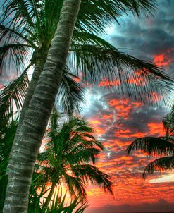 Key West Palm Sunrise Vertical