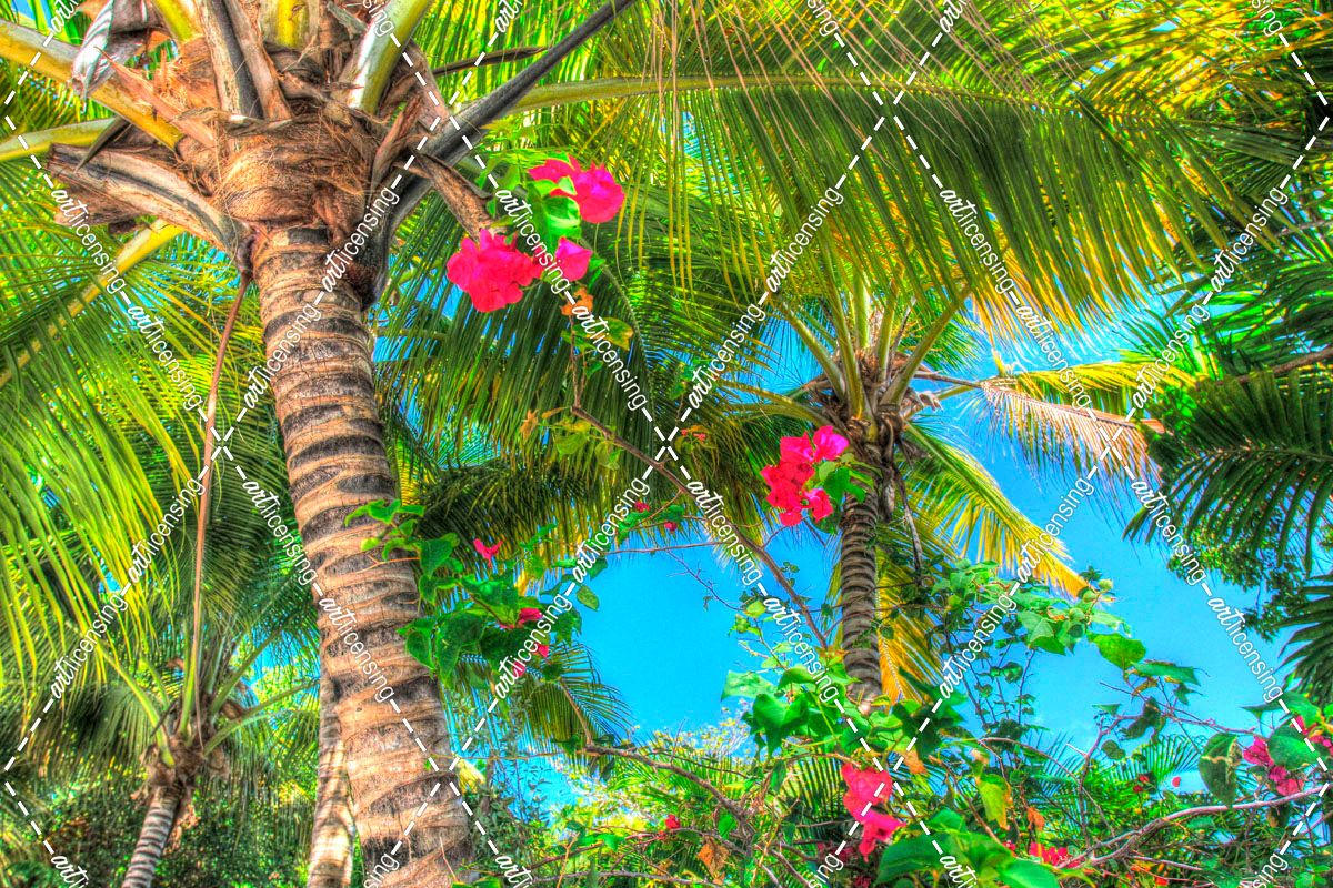Key West Pink Flowers Palm