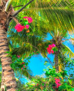 Key West Pink Flowers Palm