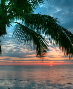Key West Sunrise One Palm