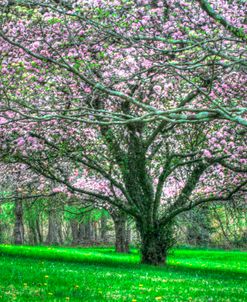 Mauve Blossom Trees