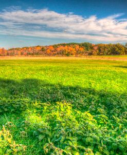 Meadow Early Autumn