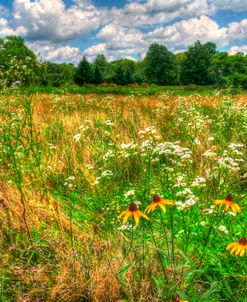 Late Summer Meadow