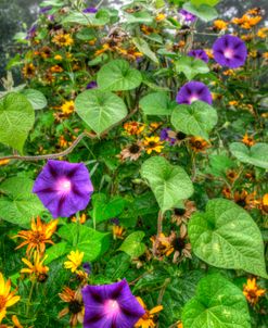 Morning Glories Vertical