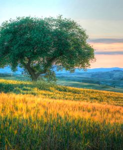 Tuscan Tree Pink Sunset