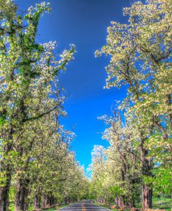 Roadside Tree Blossoms