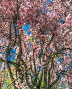 Pink Blossom Trees