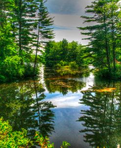 Pond and Pines